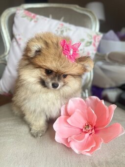 Pomeranian mini - 7