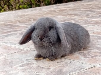 Samička Zakrslý Beránek MiniLop ❤️❤️🍑 - 7