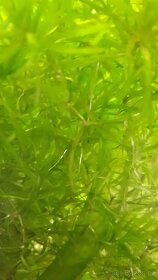 Prodám akvarijní rostliny, jávský mech a piskořky věžovité - 7