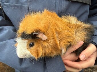 Prodám morče / morčata - 7