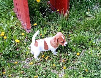 Jack russell terier  štěňátko k odběru ihned - 7