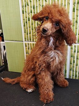 Pudl trpasličí vícebarevný (toy) s PP fenka - 7