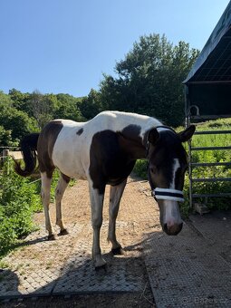 Valach aph x qh 2021 - 7