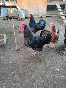 PRODÁM KOHOUTY - 7