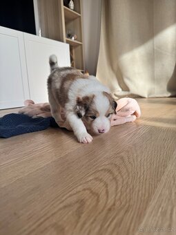 Štěňata Border kolie - kluci - 7