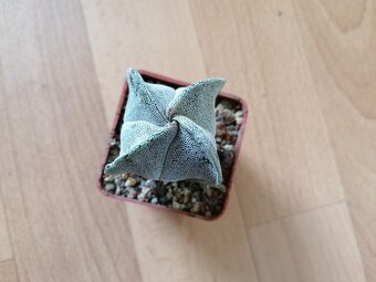 Krásný beztrnný kaktus č. 7 Astrophytum Mexiko a USA - 7
