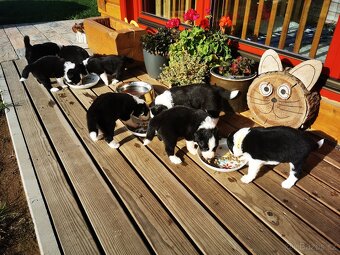 Štěňata Border Kolie - 7