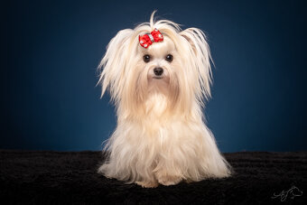 Jorkšírský teriér sněhobílá holčička Nutellka, s PP, York - 7