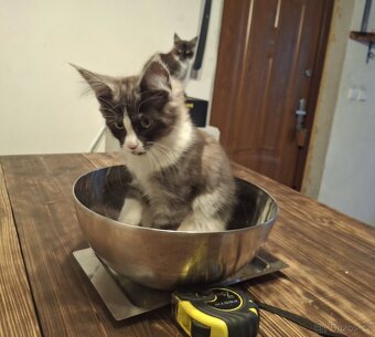 Mainská Mývalí - 7