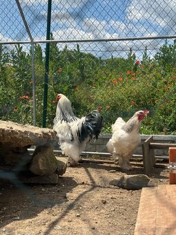 Brahmacek 🐓 - 7