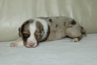 Australsky ovčák - 7