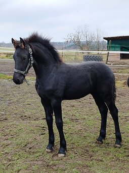 Fríský hřebeček - 7