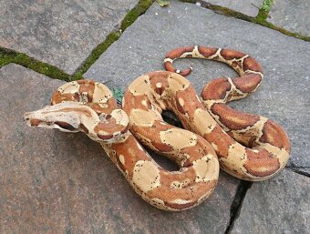 Boa imperator - Paradise Sunglow Aztec, Sunglow Motley - 7