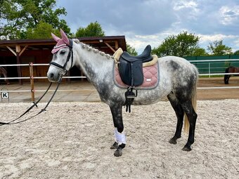 Pony klisna - 7