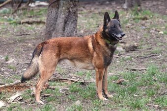 Belgický ovčák malinois s PP - 7