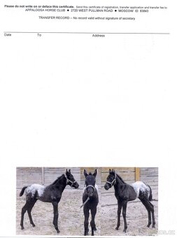 Appaloosa roční klisna - HOMOZYGOT na černou a LP - 7