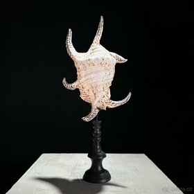 Mořský hlemýžď na stojanu, 34cm - 7