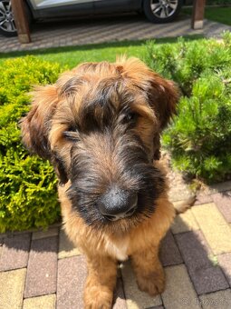 Briard s PP - 7