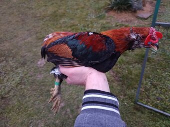 Zdrobnělé Araukany pšeničné - 7