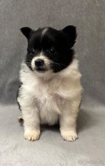 Německý špic s PP - 7