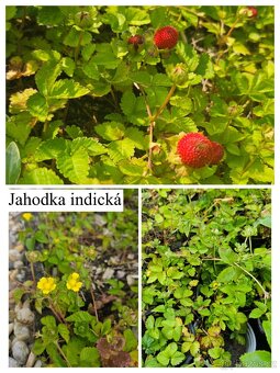 Přebytky ze zahrady - 7