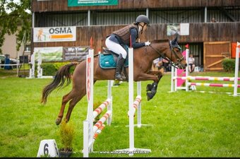 Klisna do sportu a chovu - 7