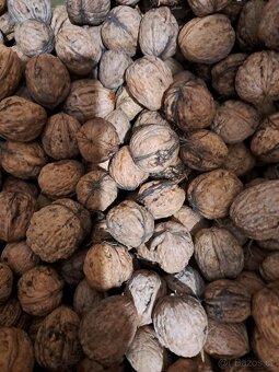 Ořechy vlašské - 7