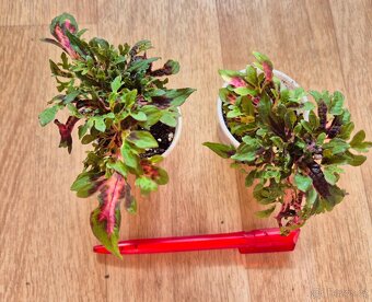 AFRICKÉ OKRASNÉ KOPŘIVY COLEUS - rostlinky - 7