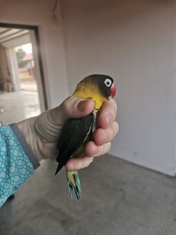 Agapornis - 7