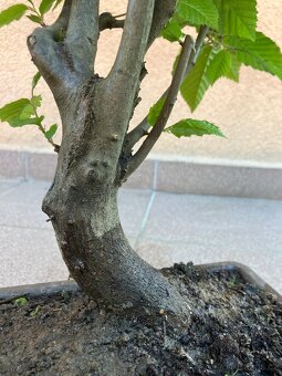 Bonsai, Bonsaj, jamadori, habr - 7
