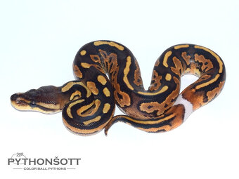 MLÁĎATA KRAJTY KRÁLOVSKÉ (Python regius) - 7