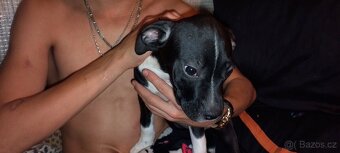 Prodám štěňata amerického bulliho XL - 7