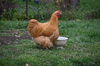 Kohouti orpingtonky - 7