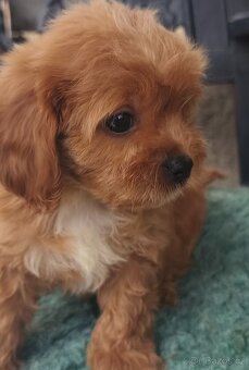 Cavapoo pudl kavalir - 7