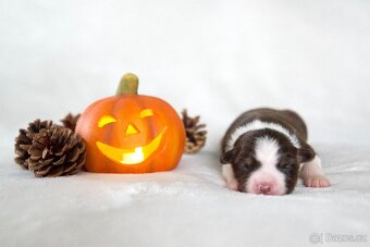 Miniaturní americký ovčák s PP - 7