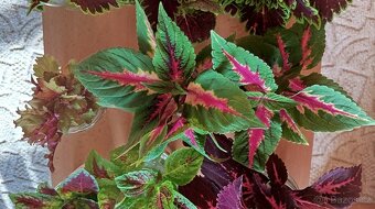 Africká barevná okrasná kopřiva - coleus - 7