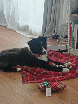 Border kolie fenka "Meggie" - 7
