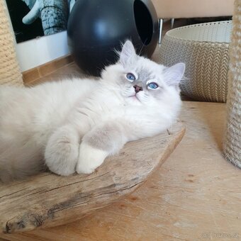 Ragdoll kocourek s PP, blue lynx mitted. - 7