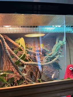Chameleon jemenský - 7