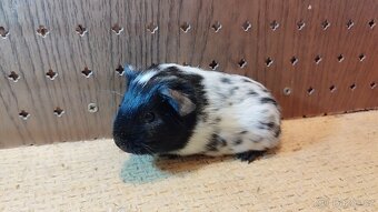 Morčata , morče hladké - 7