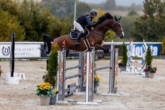 13ti letý valach ČT - 7