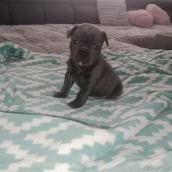 Stafordšírský bulteriér - 7