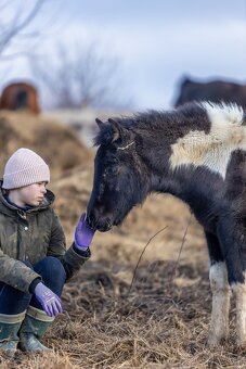 HUCULSKÁ KLISNA, černobílá strakatá, tobiano - 7