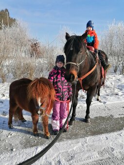 Mini pony, American Miniature Horse s PP-valášek - 7