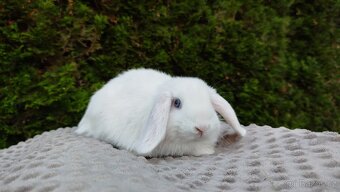 Zakrslý beránek, králíček, králík - TYMIÁN - 7