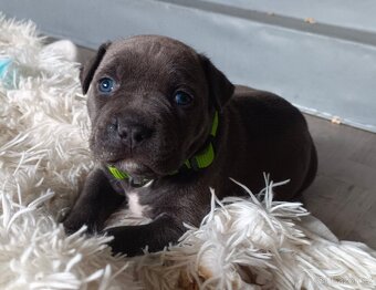 Štěňátka stafordšírský teriér - 7