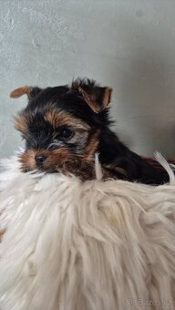 Jorkšírský terier, štěňátka s PP FCI - 7