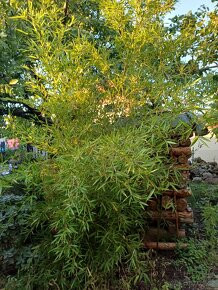 Bambus poslední velký trs, Phyllostachys bissetii, Praha 9 - 7
