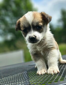 Jack russel a jezevčik kříženci - 7