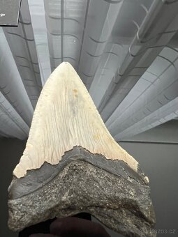 Megalodon - 7